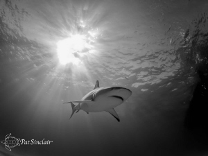 Reef shark going over me with the sun ball right behind it. by Patricia Sinclair 